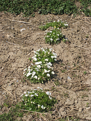 pansy mulched